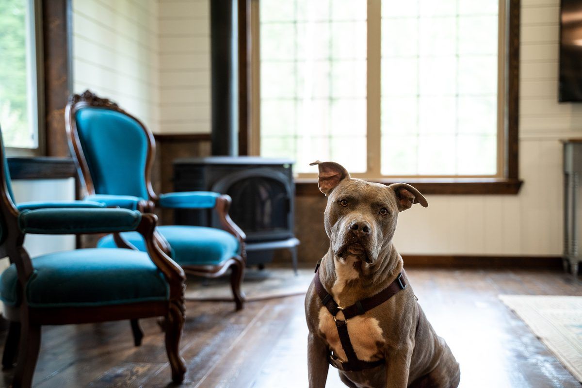 A pup by the wood stove; pets are welcome here