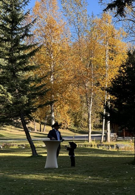 Golden aspens over the lawn in fall